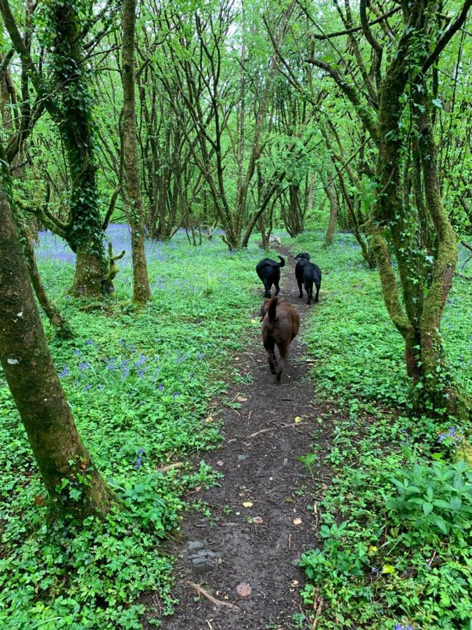 Kabin In The Woods Llandybie Exterior photo